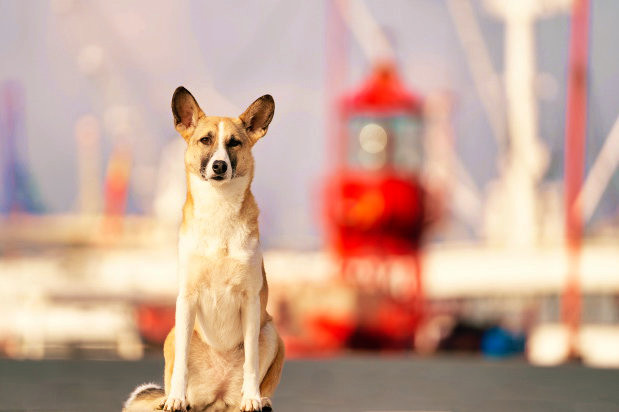 Versicherungen für Pferde- und Hundehalter